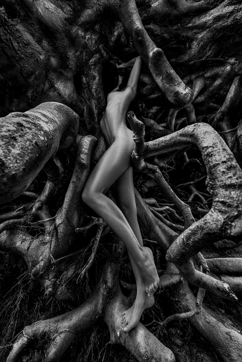 SEQUOIA (Lifeblood Project)